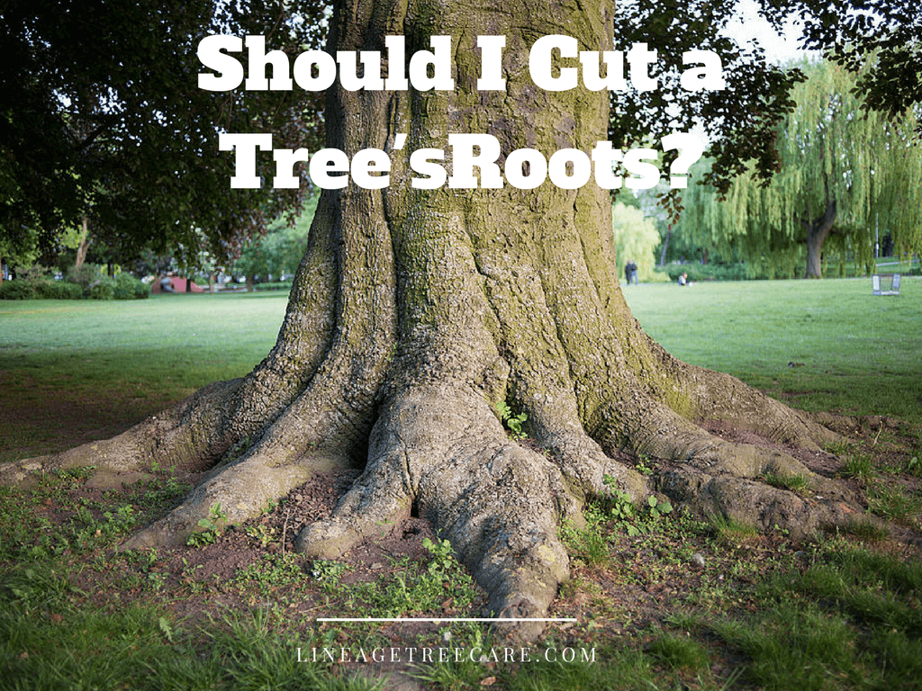Will Cutting Roots Damage the Tree?