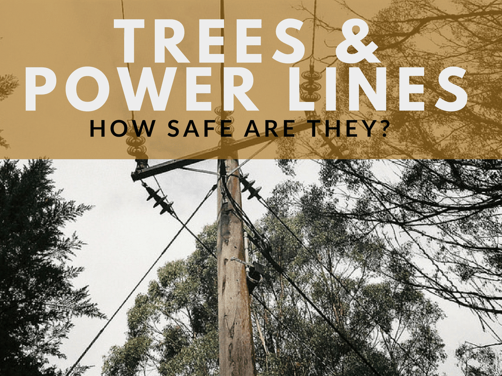 Can Trees Touch Power Lines?