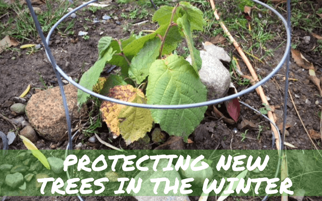 Protecting Newly Planted or Young Trees This Winter