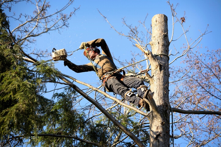 what is an arborist 