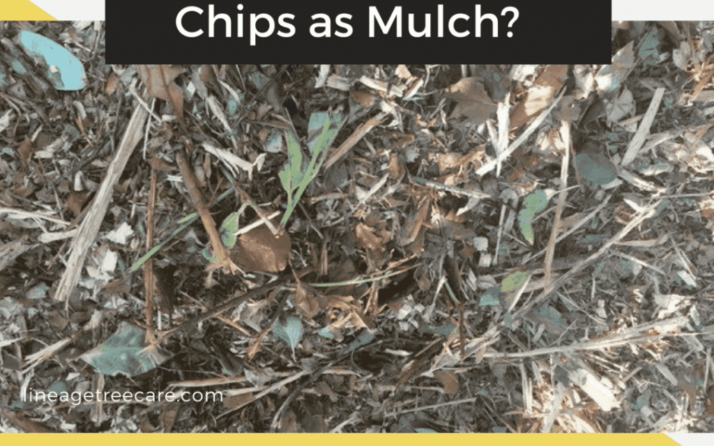 Chips-as-Mulch-1-1-1-again-2-1-1a
