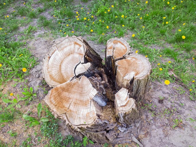 What To Do With Stump Grinding Debris