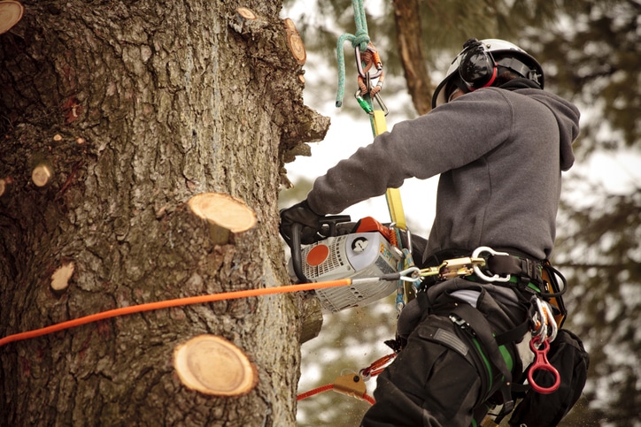 Tree Triming Cost