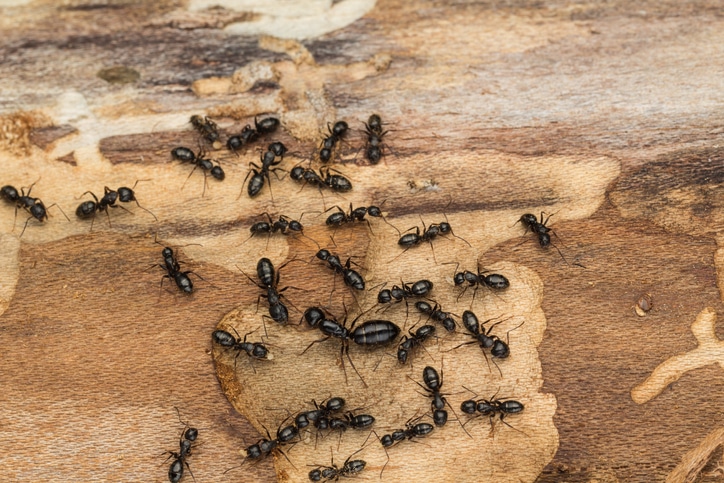 Carpenter Ants in Trees