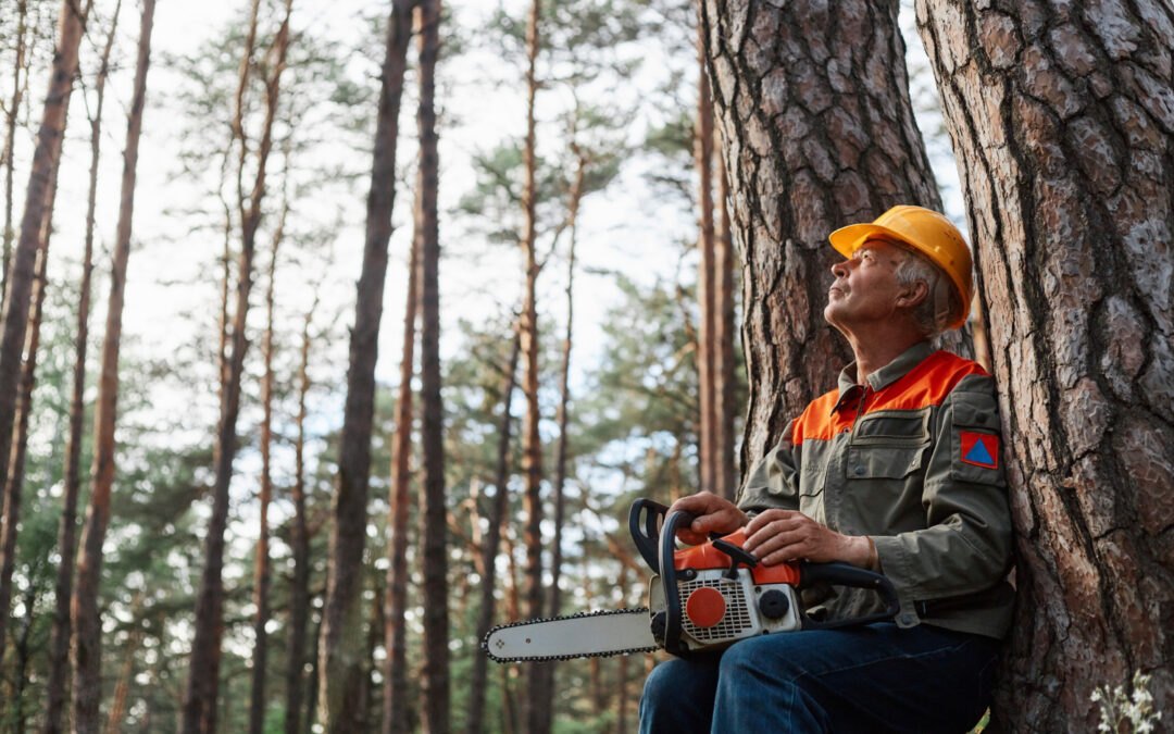 Things You Need to Consider When Choosing a Tree Service Company