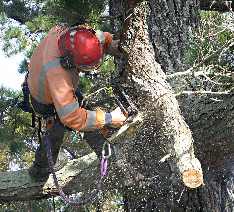 How Much Does an Arborist Cost?