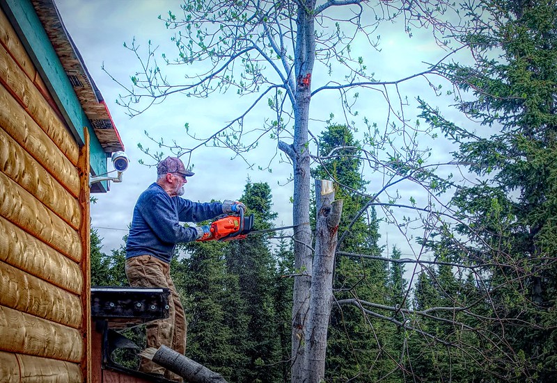 Topping Off a Tree: Everything You Need to Know