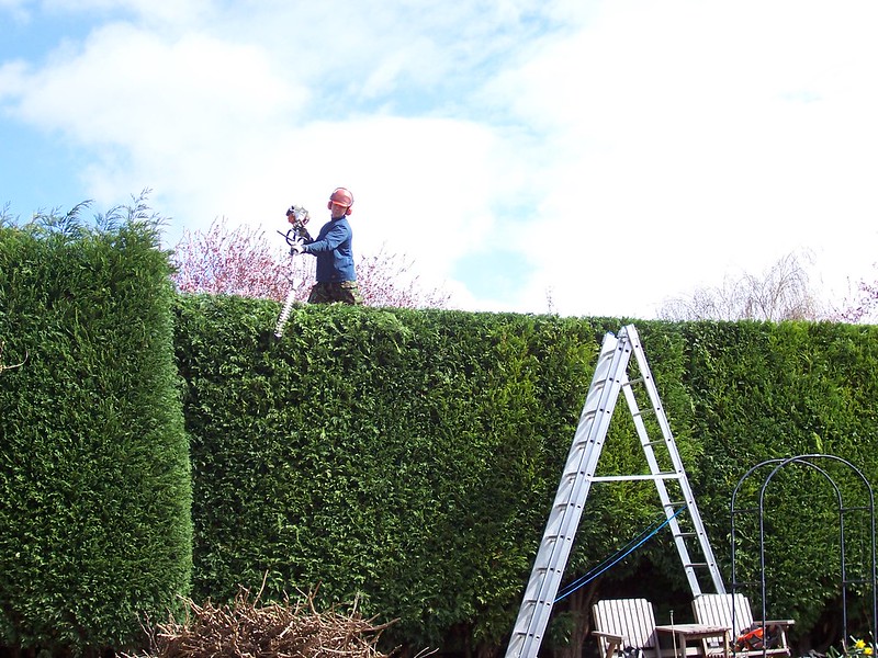 When To Hire Professional Hedge Trimming Services?