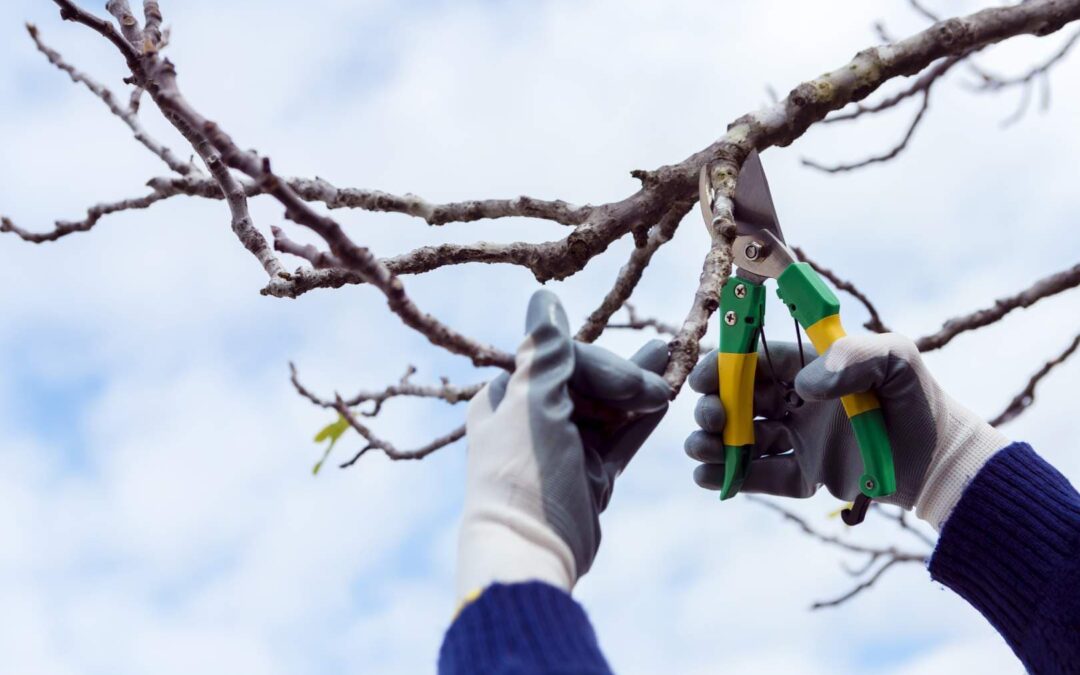 Pruning Services and Tree Trimming in Mukilteo