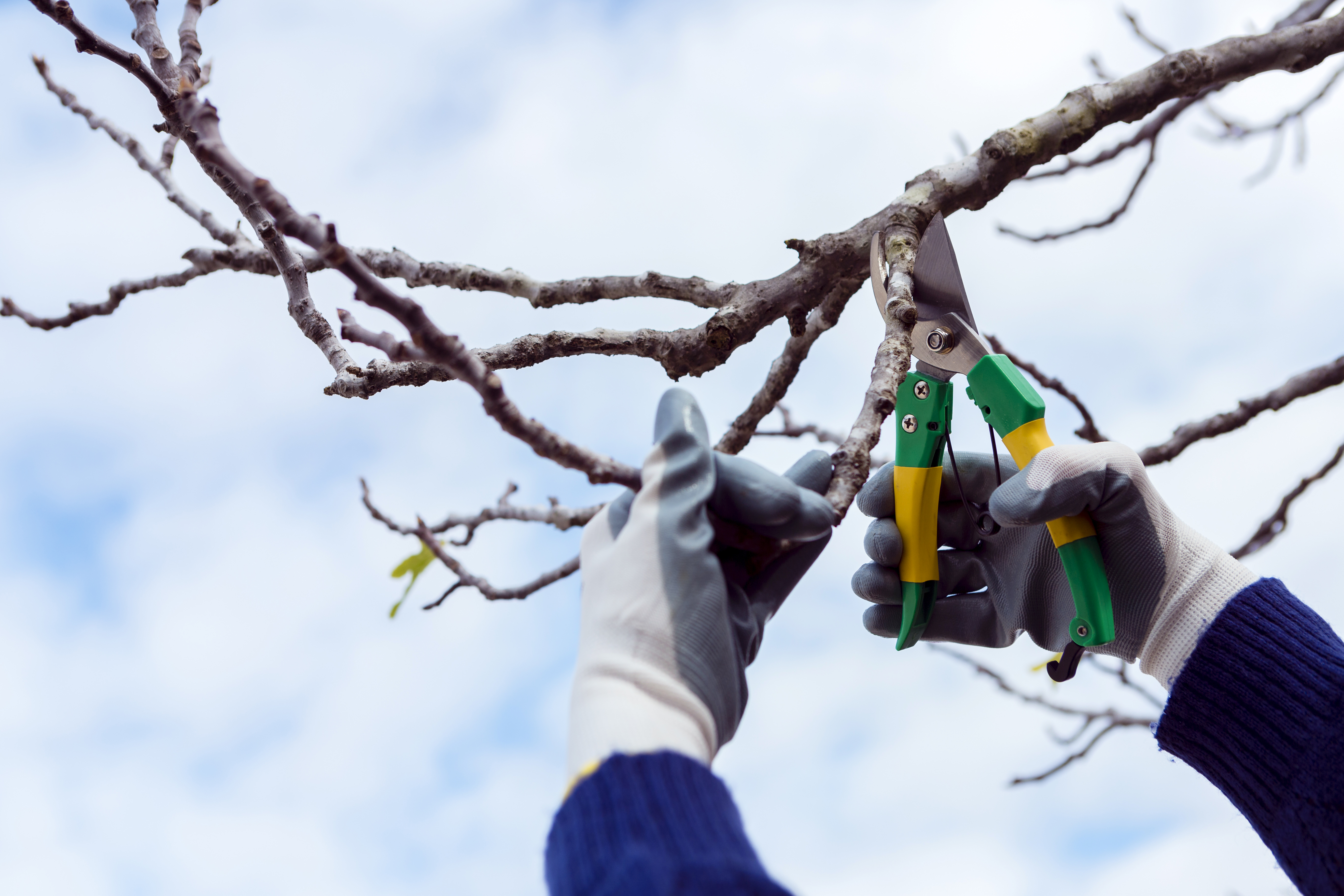 Pruning Services and Tree Trimming in Mukilteo